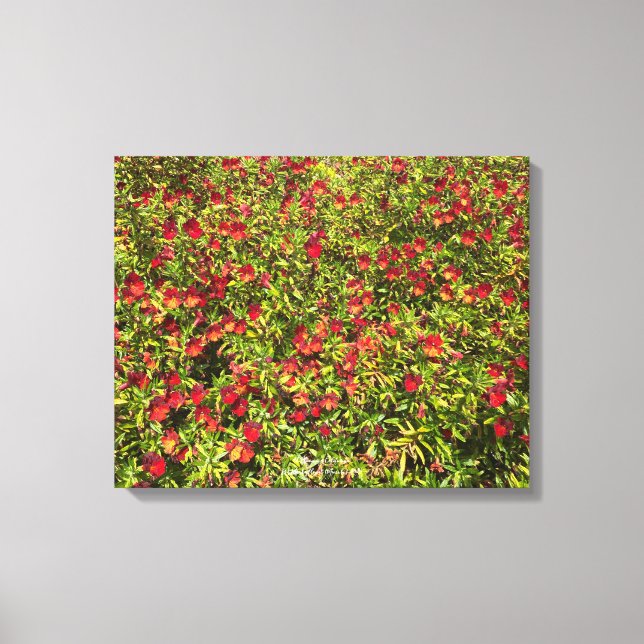 Impressão Em Tela Uma Califórnia florescente: Mimulus 'Red' (Frente)
