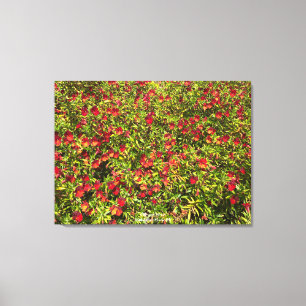 Impressão Em Tela Uma Califórnia florescente: Mimulus 'Red'