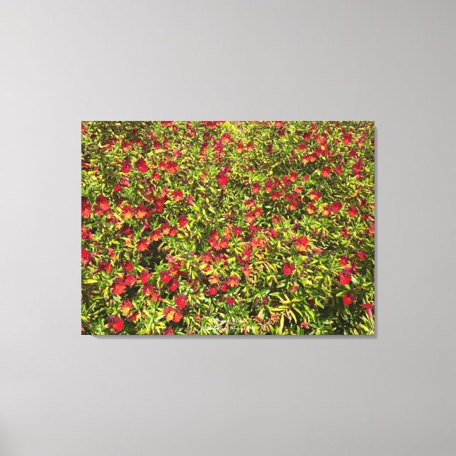 Impressão Em Tela Uma Califórnia florescente: Mimulus 'Red' (Frente)