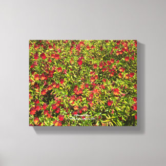 Impressão Em Tela Uma Califórnia florescente: Mimulus 'Red'