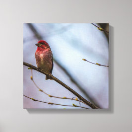 Impressão Em Tela Uma Finch Roxa Impressão de Tela Estreita 12 x 12