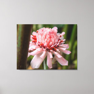 Impressão Em Tela Uma Flor de Gengibre Tocha Rosa na Costa Rica