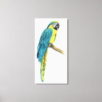 Uma Macaw Teal