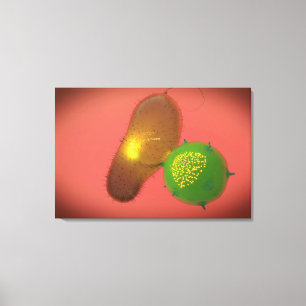 Impressão Em Tela Uma pilha de assassino natural injeta a toxina