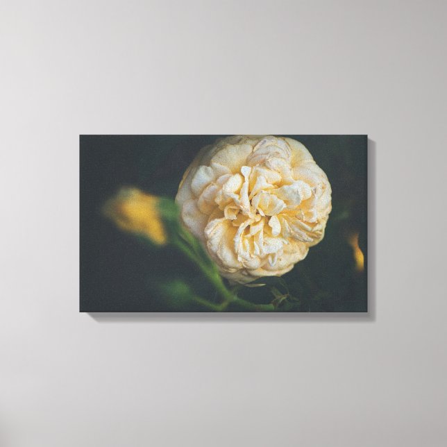 Impressão Em Tela Uma rosa amarela (Frente)