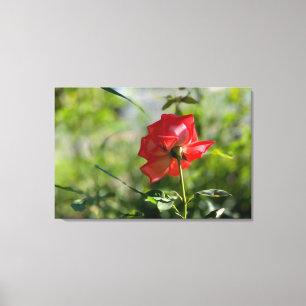 Impressão Em Tela Uma rosa vermelha