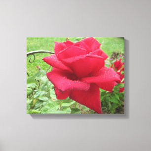 Impressão Em Tela Uma Rosa Vermelha na Parede de Chuva Pendurada