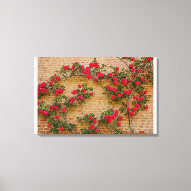 Impressão Em Tela uma subida de rosa em uma parede em uma tela esten (Frente)