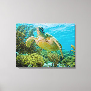 Impressão Em Tela Uma tartaruga verde nos recifes rasos de Bonaire