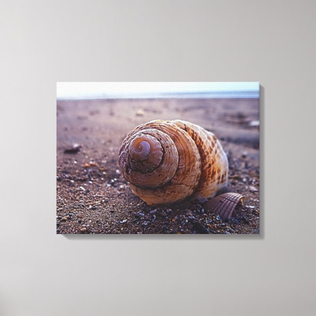 Impressão Em Tela Uma Visão Macro De Uma Shell Espiral (Frente)