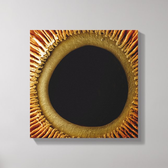 Impressão Em Tela Uma vista da superfície interna da íris (Frente)