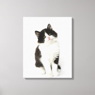 Impressão Em Tela Uma vista de assento do gatinho novo na câmera