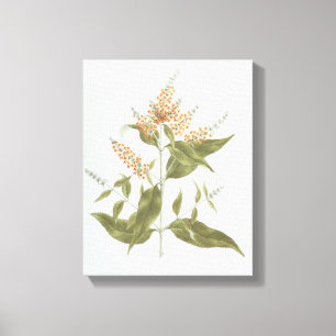 Impressão Em Tela Umtar (polystachya do Buddleia) (w/c sobre a