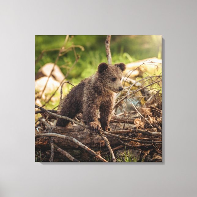 Impressão Em Tela Urso Bebê Bonito em Florestas (Frente)