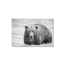 Urso Castanho Costeiro Negro e Branco