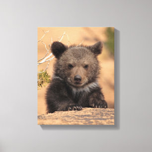 Impressão Em Tela Urso Cub do urso