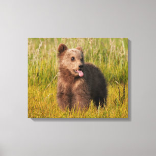 Impressão Em Tela Urso engraçado do bebê das imagens de Getty