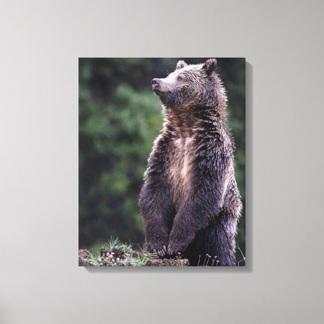 Impressão Em Tela Urso Grizzly Permanente (Frente)