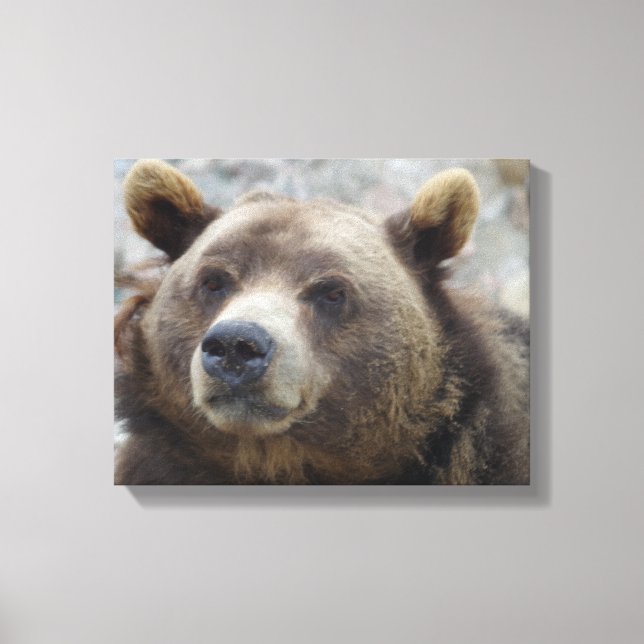 Impressão Em Tela Urso Kodiak Closeup (Frente)