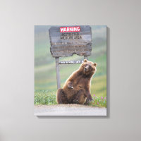 Urso Pardo Brinca Com Placa