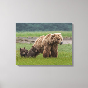 Impressão Em Tela Urso Pardo Mãe com Filhotes Gêmeos