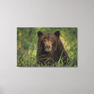 Impressão Em Tela urso pardo, Ursus arctos, urso cinzento, Ursus 9