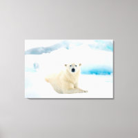 Urso polar adulto grande javali no gelo de verão