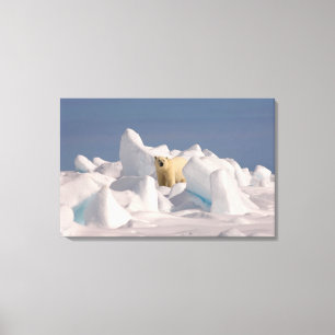 Impressão Em Tela urso polar, maritimus do Ursus, no gelo áspero em