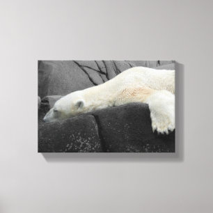 Impressão Em Tela Urso Polar Sonolento