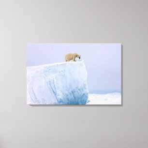 Impressão Em Tela urso polar, Ursus maritimus