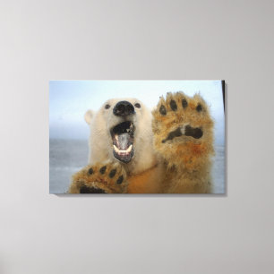Impressão Em Tela urso polar, Ursus maritimus, curiosamente olha