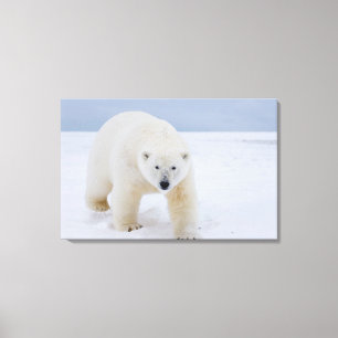 Impressão Em Tela urso polar, Ursus maritimus, no gelo e neve,