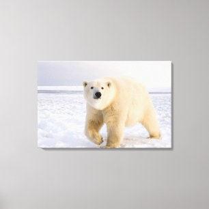 Impressão Em Tela urso polar, Ursus maritimus, no gelo e neve, 2
