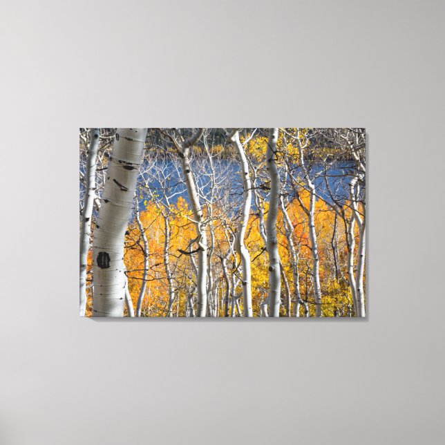 Impressão Em Tela Utah, EUA. Árvores Aspen (Populus Tremuloides) (Frente)