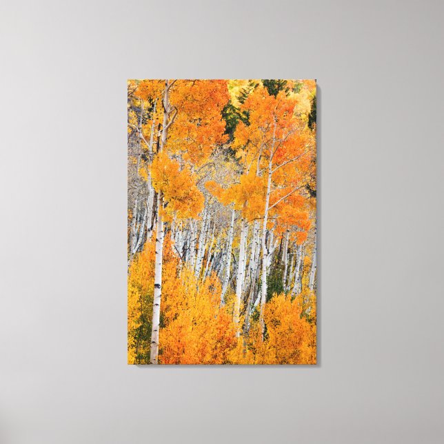Impressão Em Tela Utah, EUA. Árvores Aspen (Populus Tremuloides) 4 (Frente)