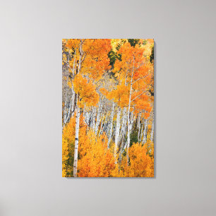 Impressão Em Tela Utah, EUA. Árvores de Aspen (Populus Tremuloides)