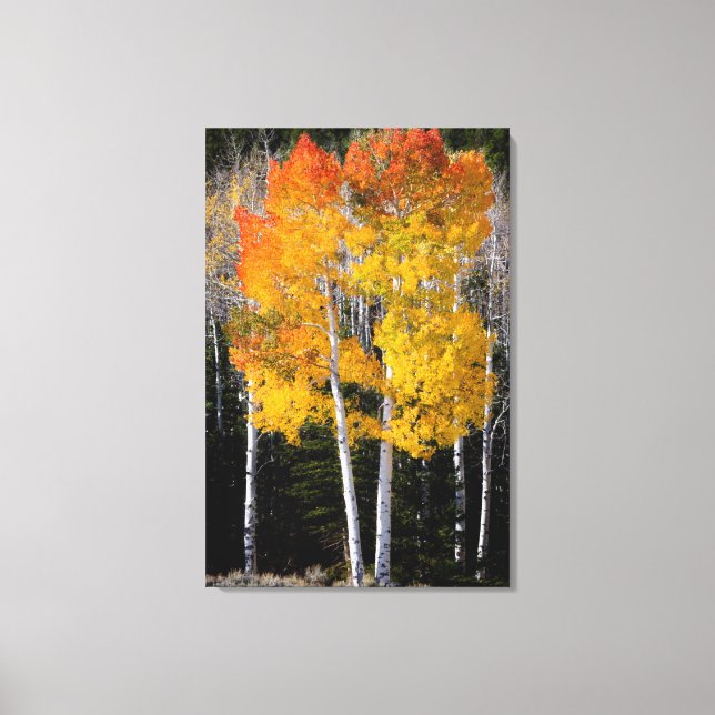 Impressão Em Tela Utah, EUA. Árvores de Aspen (Populus Tremuloides)  (Frente)