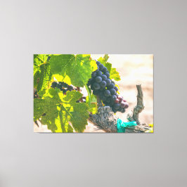 Impressão Em Tela Uvas em Vinha