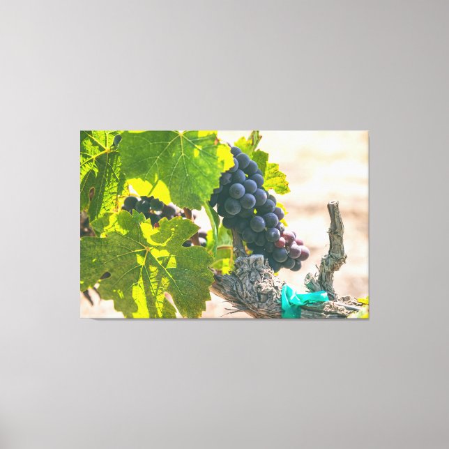 Impressão Em Tela Uvas em Vinha (Frente)