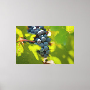 Impressão Em Tela Uvas em Vinha