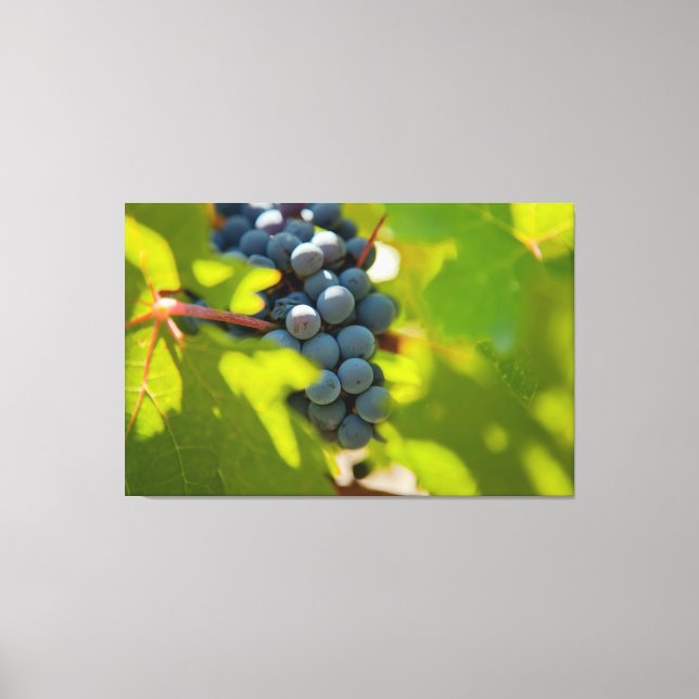 Impressão Em Tela Uvas em Vinha (Frente)