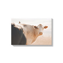 Vaca Branca Com Pássaro Pequeno