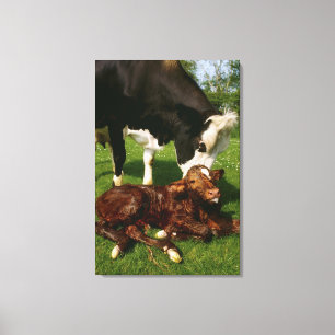 Impressão Em Tela Vaca e vitela recém-nascida