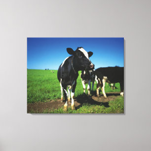 Impressão Em Tela Vacas de Holstein em um campo