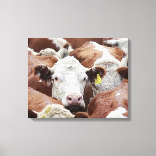 Impressão Em Tela Vacas em um curral (Frente)