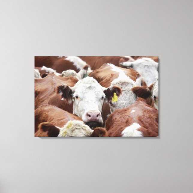 Impressão Em Tela Vacas em um curral (Frente)