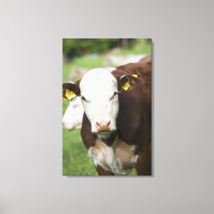 Impressão Em Tela Vacas no pasto, fim-acima