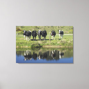 Impressão Em Tela Vacas refletidas no canal, Henley, Taieri Plain,