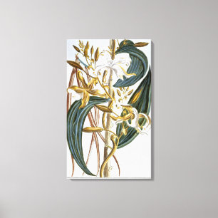 Impressão Em Tela Vagens da baunilha, placa 65, 'da coleção