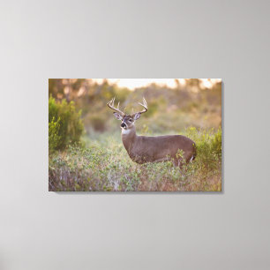 Impressão Em Tela veado de cauda branca (Odocoileus virginianus) mac